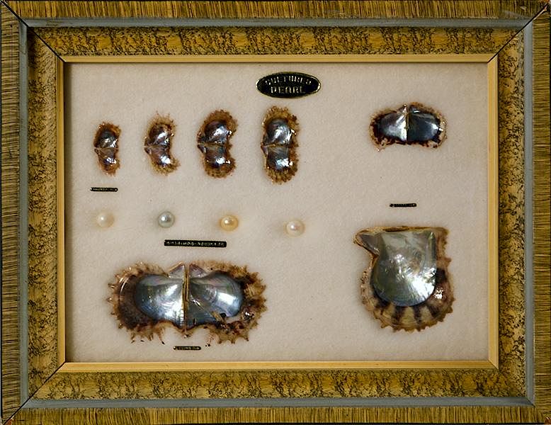 Appraisal: Diorama of a Cultured Pearl Life of a cultured pearl