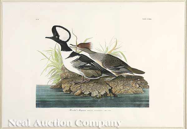 Appraisal: John James Audubon American - Hooded Merganser Plate hand-colored engraving