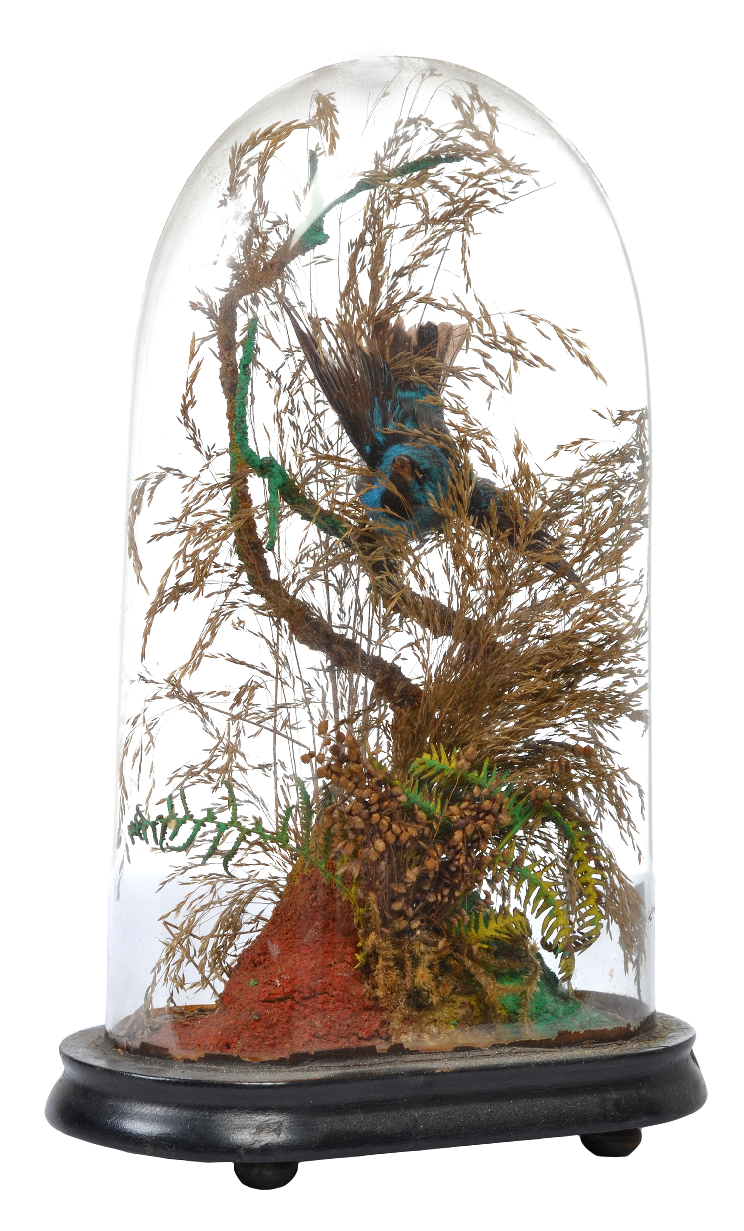 Appraisal: SMALL TAXIDERMIED BIRD DIORAMA UNDER A GLASS DOME CMS HIGH