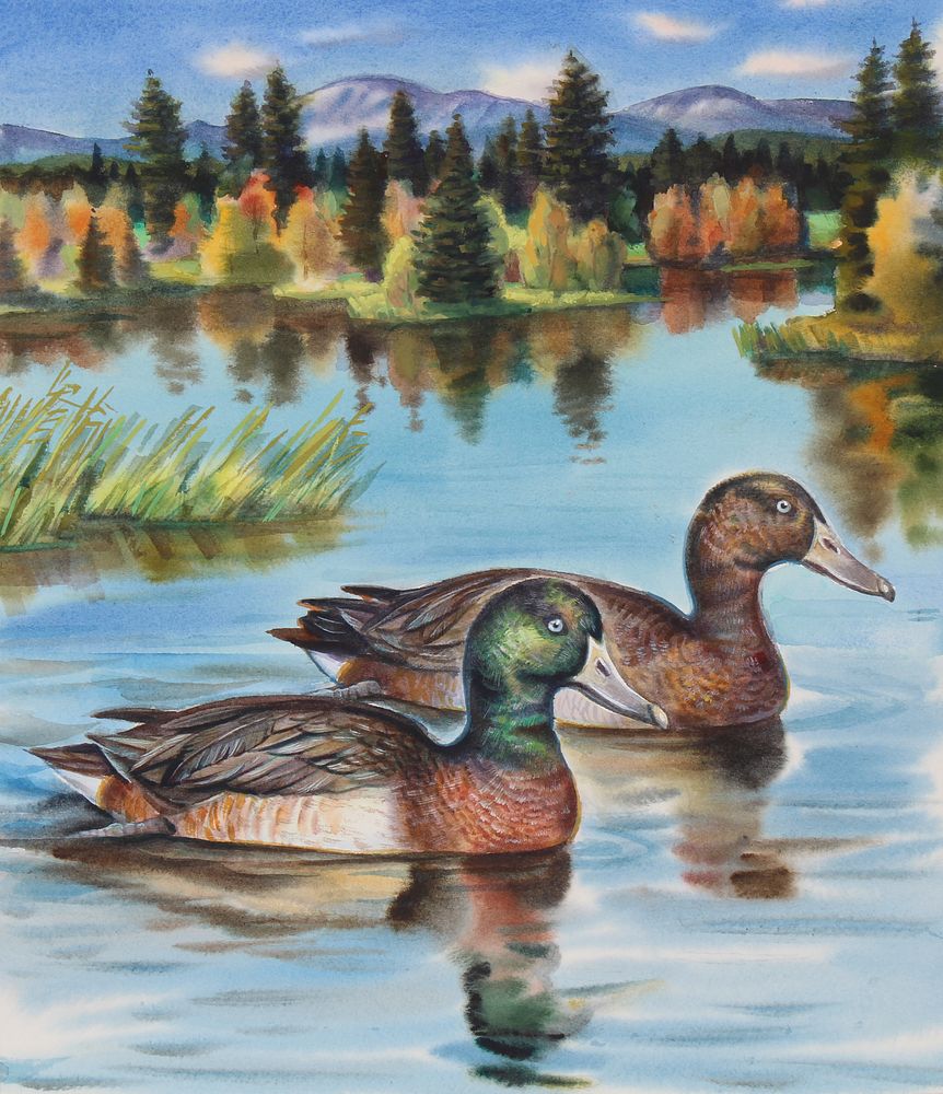 Appraisal: Ivan Kozlov B Baer's Pochard W C Ivan Kozlov Russian