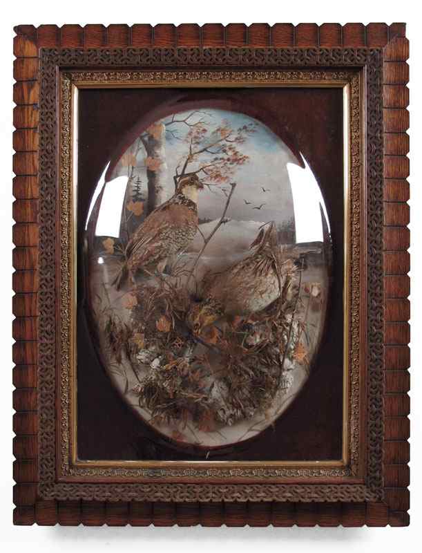 Appraisal: VICTORIAN FRAMED DIORAMA WITH TAXIDERMY BOBWHITE Pair hen and cock