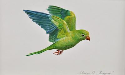 Appraisal: Olga Levchenko Russian Born The Budgerigar Melopsittacus undulatus Watercolor on