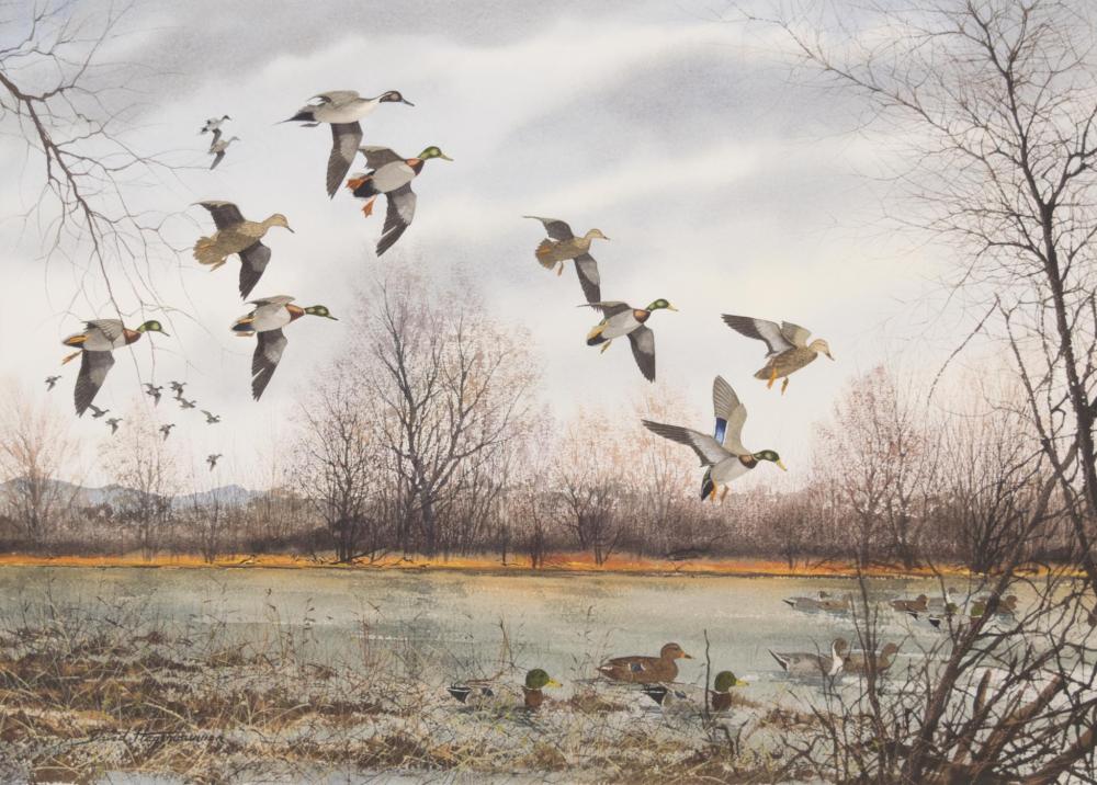 Appraisal: DAVID HAGERBAUMER California Illinois - watercolor on paper Mallards Signed