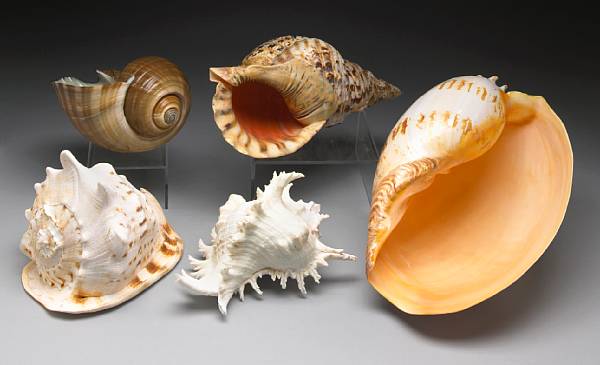 Appraisal: Collection of Five Giant Shells scientific name A collection of