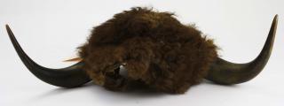 Appraisal: th c Plains Indian buffalo cap w horns width th