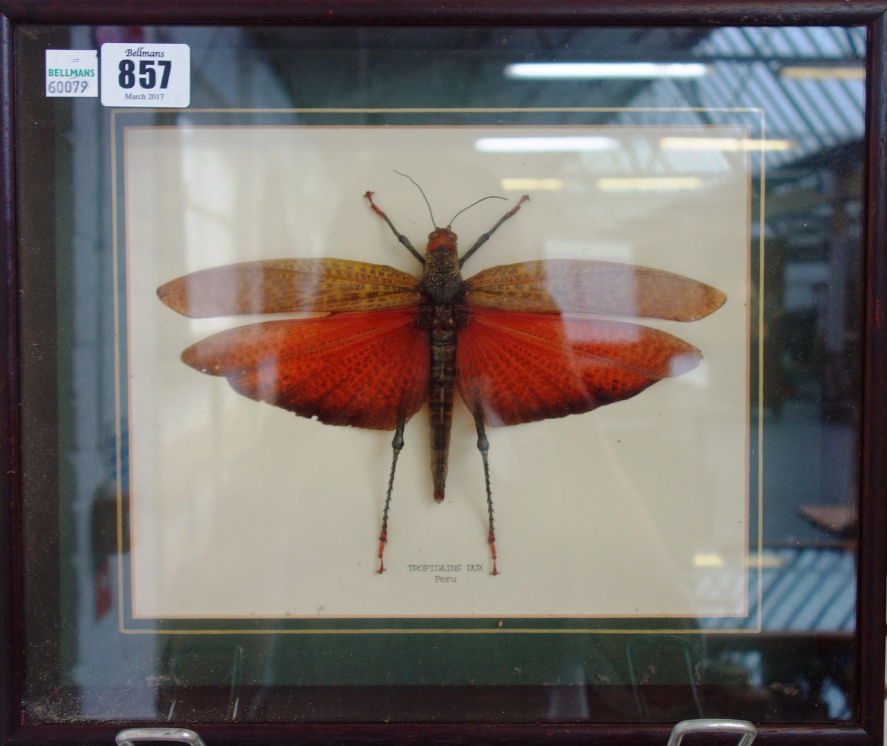 Appraisal: Six mounted flying insects framed and glazed including Dragon Head