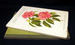 Appraisal: V Beryl Leslie Urquhart THE CAMELLIA Vintage English Botany Horticulture