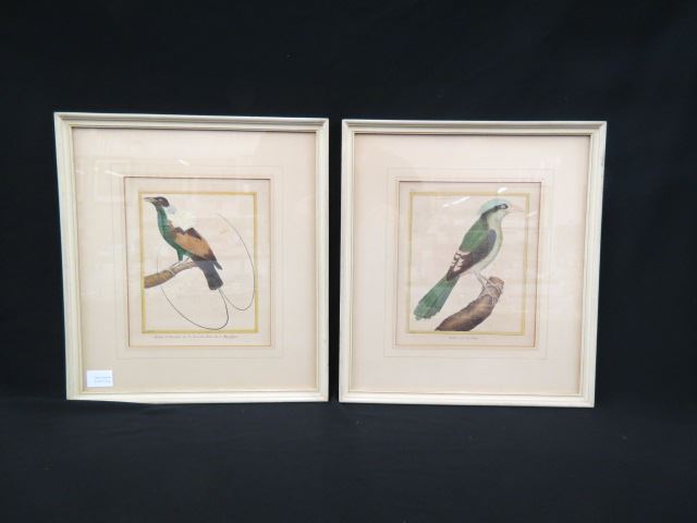 Appraisal: Martinet Handcolored Bird Engravings bird of paradise and a rollier