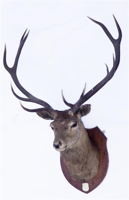 Appraisal: TWO MOUNTED STAGS' HEADS each mounted on oak shield shaped