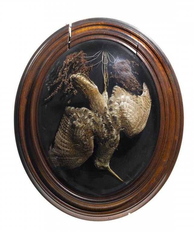 Appraisal: TAXIDERMY WOODCOCK SCOLOPAX RUSTICOLA BY MAISON LEDOT hanging from a