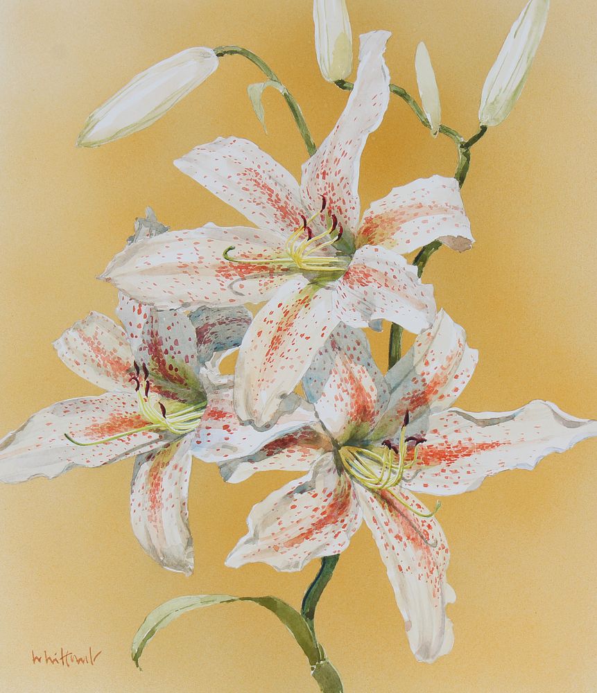 Appraisal: Skip Whitcomb B Lily Skip Whitcomb American B Summer Garden