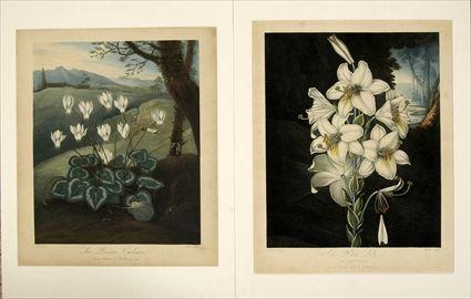 Appraisal: English School th C The Persian Cyclamen and The White