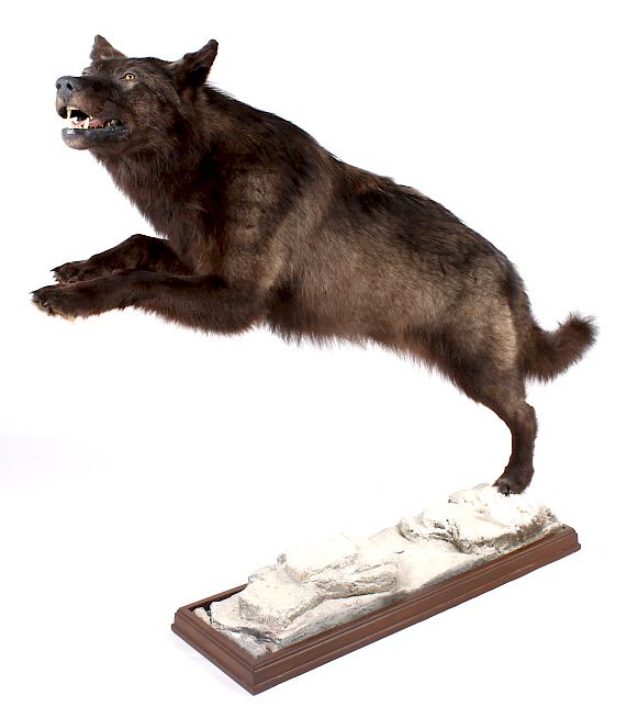 Appraisal: Montana Trophy Black Wolf Full Taxidermy Mount Included in this