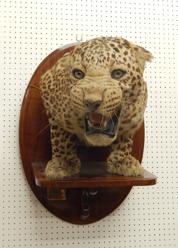 Appraisal: A taxidermied leopard by Van Ingen of Mysore head and