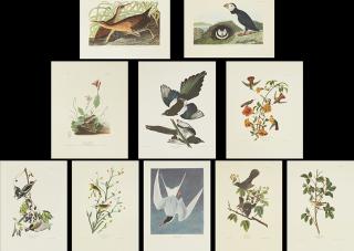 Appraisal: John James Audubon - Mangrove Hummingbird No Plate Henslow's Bunting