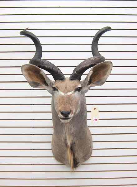 Appraisal: AFRICAN GAME TROPHY HEAD SHOULDER MOUNT Greater Kudu a large