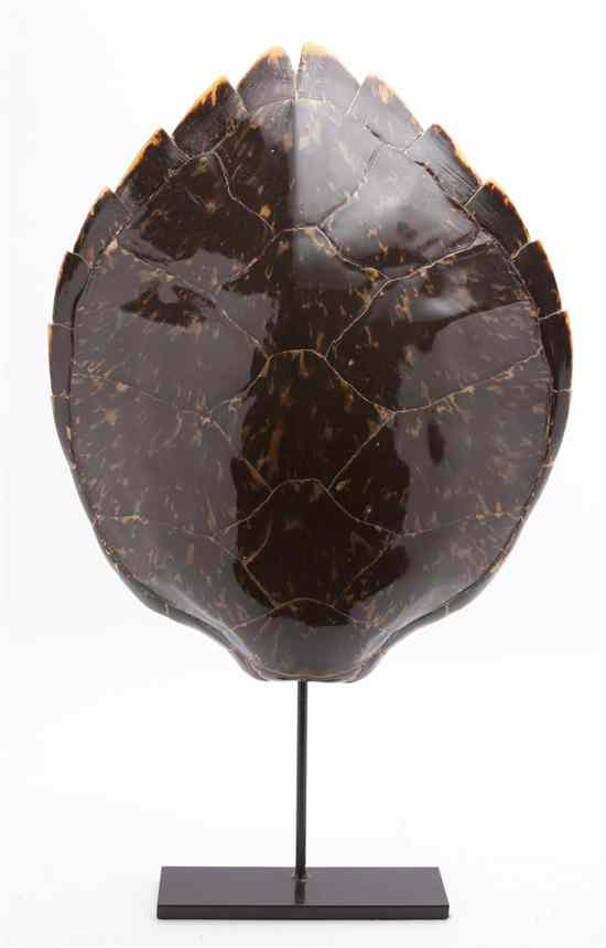 Appraisal: A Taxidermy Tortoise Shell raised on a vertical stand Length