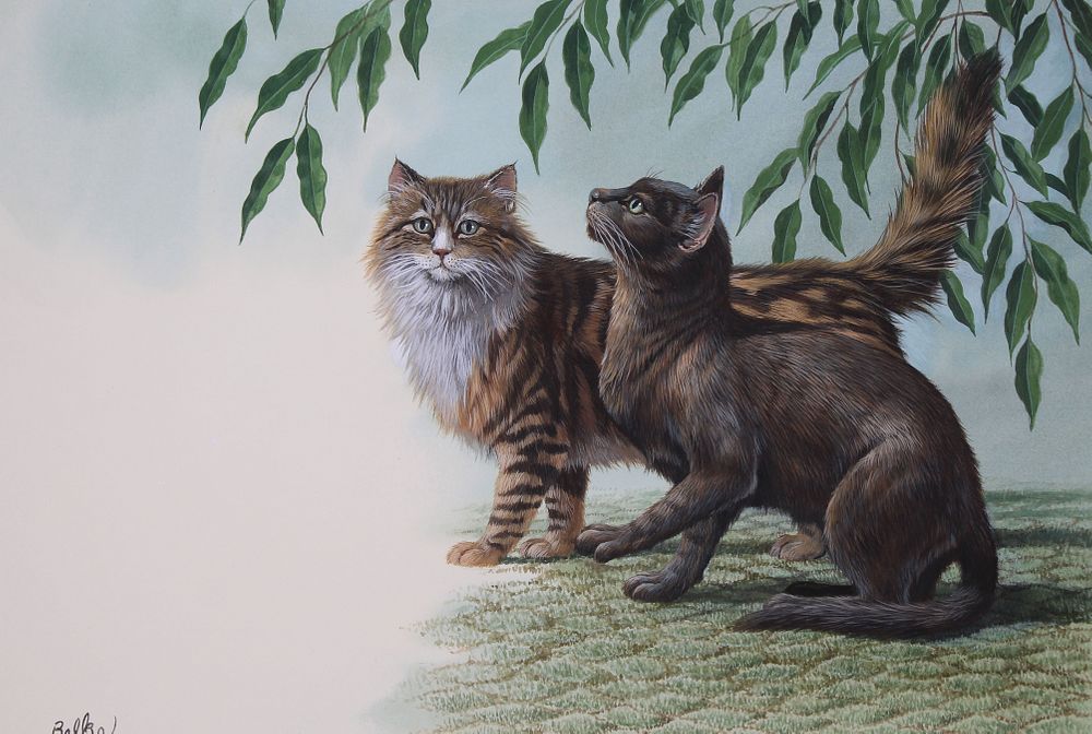 Appraisal: Don Balke B Maine Coon and Burmese Cats Don Balke