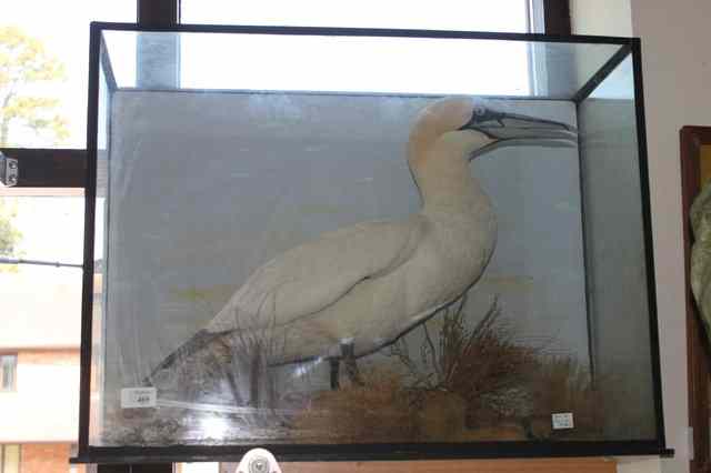 Appraisal: A PRESERVED NORTHERN GANNET standing on a naturalistic base and