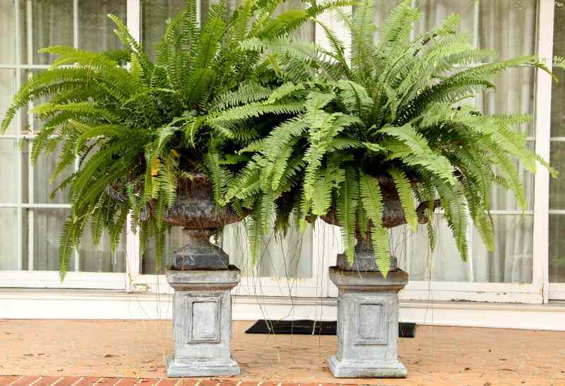 Appraisal: Pair of Lead Garden Urns on Plinthsin the antique style