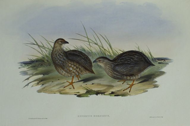 Appraisal: Sombre Partridge Synoicus Sordidus