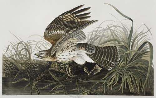 Appraisal: BIRDS Audubon John James Winter Hawk Circus Hyemalis Plate Hand-colored