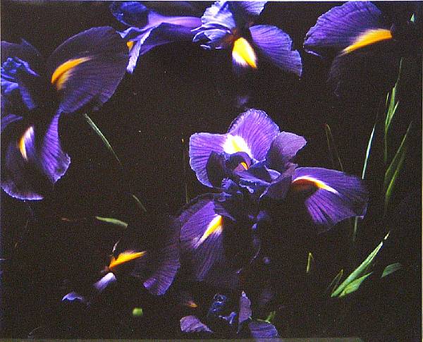 Appraisal: Marie-Jo Lafontaine Belgian born Untitled Iris Color photograph flush mounted