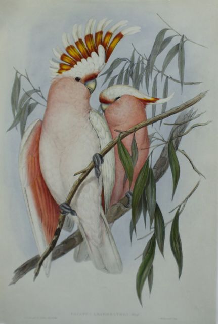 Appraisal: Leadbeater's Cockatoo Cacatua Leadbeateri