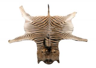 Appraisal: Taxidermy Zebra Pelt Rug Late th century A taxidermy zebra