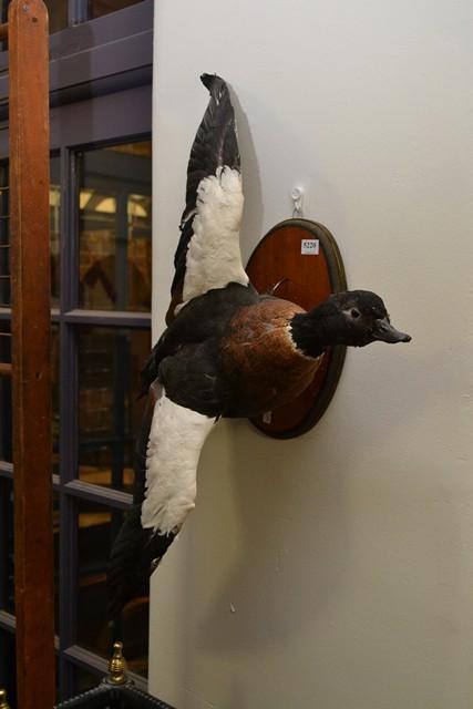 Appraisal: A TAXIDERMIED DUCK IN FLIGHT