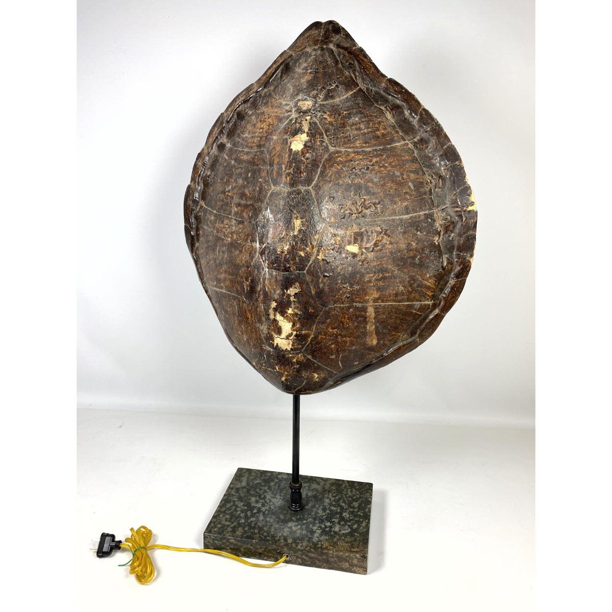 Appraisal: Large Shell lamp Iron and marble base Dimensions H inches