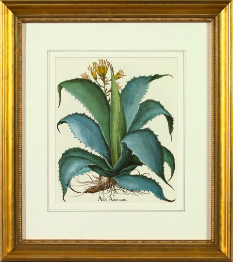 Appraisal: After Basilius Besler German - Aloe Vera pair of offset