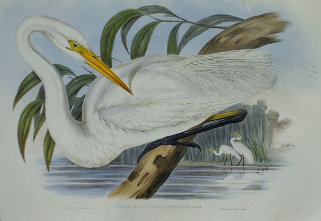 Appraisal: Australian Egret Herodias Syrmatophorus