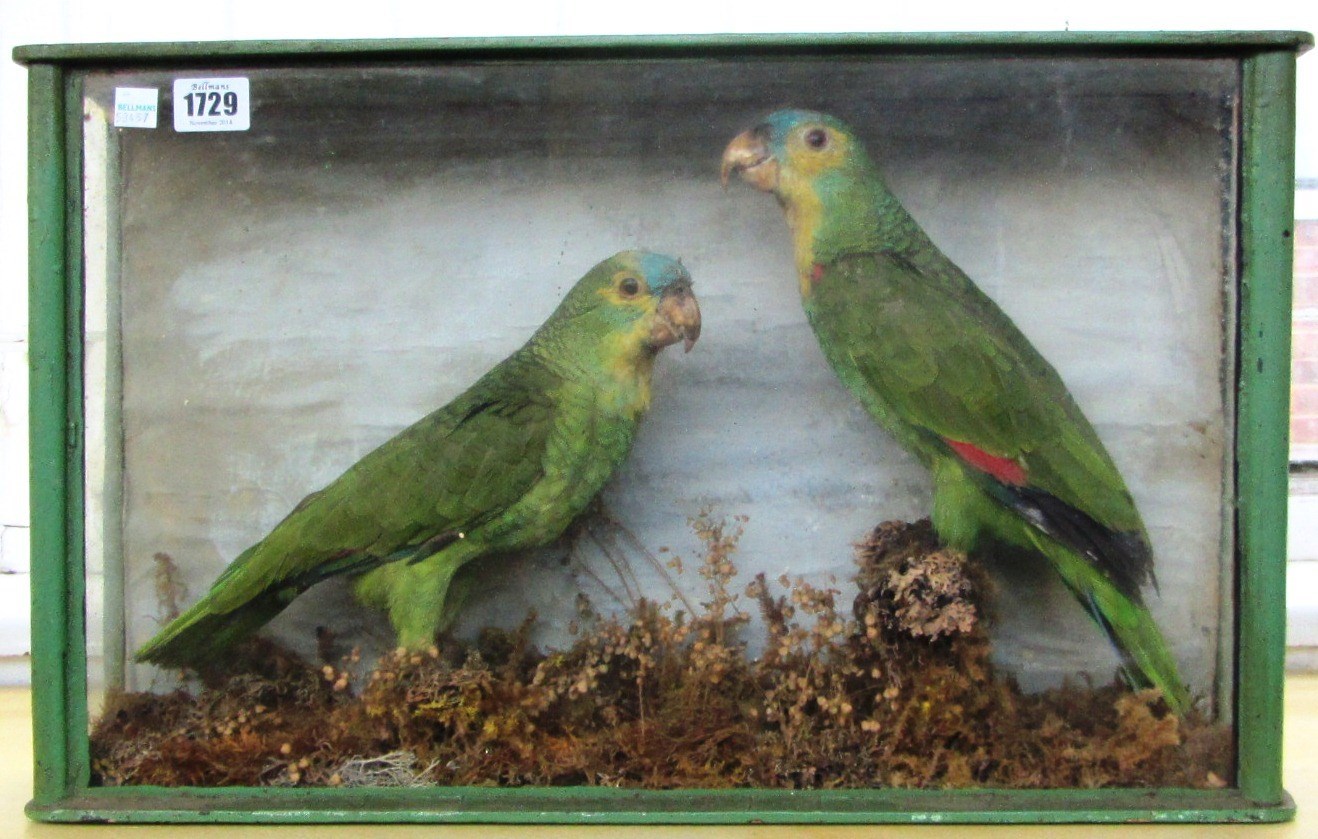 Appraisal: Taxidermy two stuffed and mounted African green parrots late th