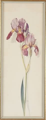 Appraisal: Lavender iris watercolor x sight SLR Sotter Artist American -