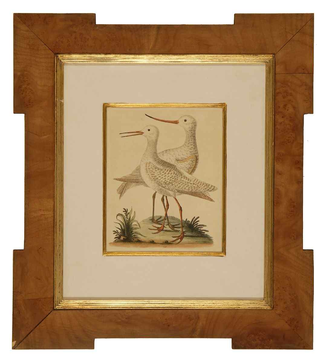 Appraisal: PAIR OF FRAMED HAND-COLORED BIRD PRINTSEnglish th CenturyIn burled wood