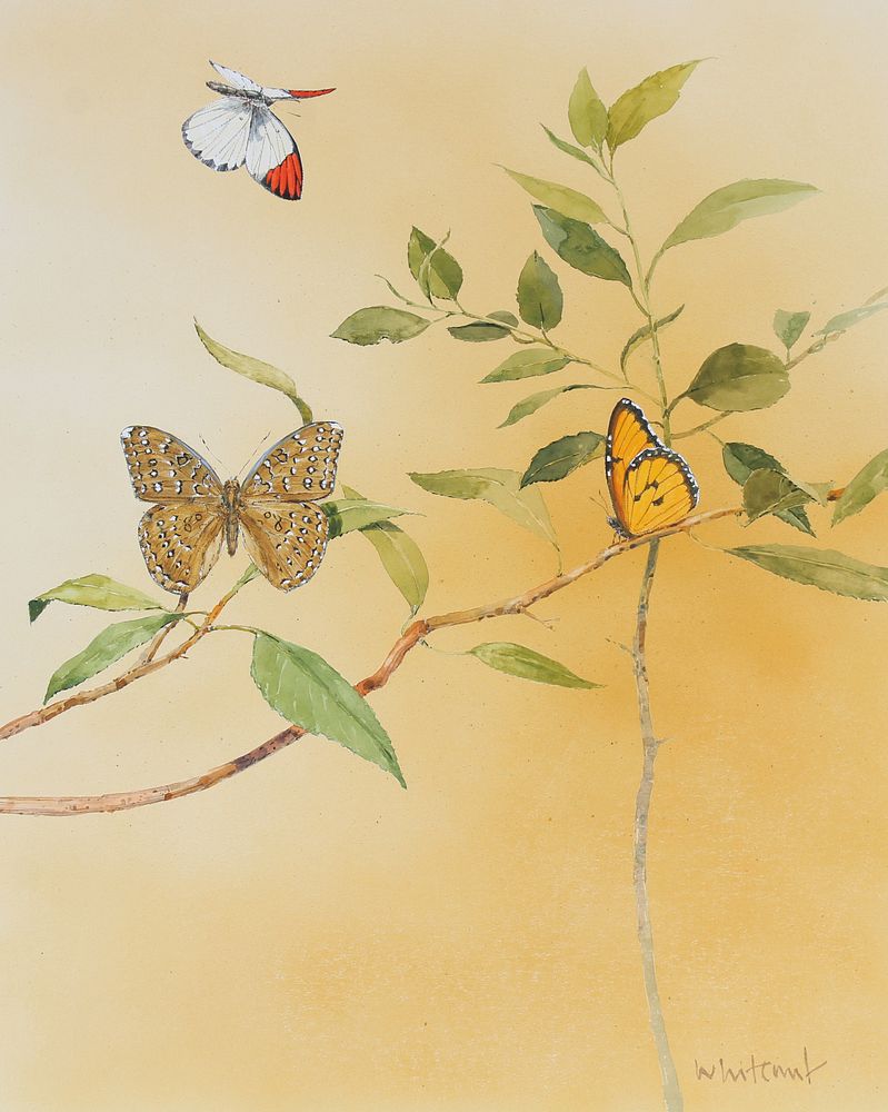 Appraisal: Skip Whitcomb B Butterflies Watercolor Skip Whitcomb American B Butterflies