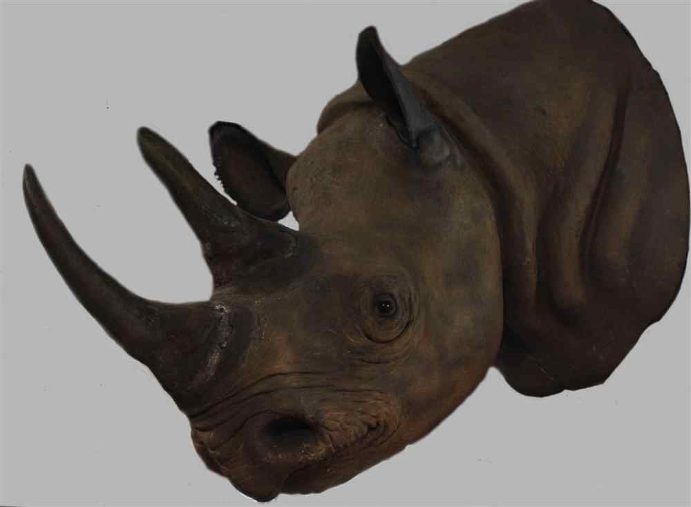 Appraisal: EAST AFRICAN BLACK RHINOCEROS WITH TWO HORNS TAXIDERMY SHOULDER MOUNT