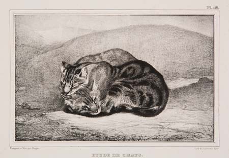 Appraisal: ANTOINE L BARYE Etude des Chats Lithograph x mm x