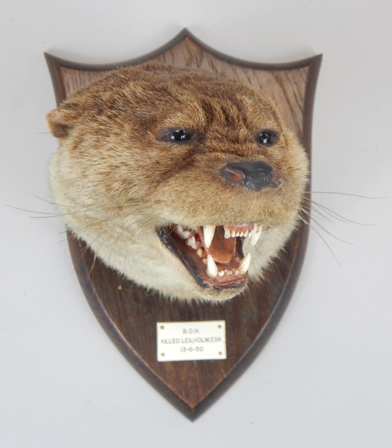 Appraisal: A taxidermied otter by Spicer Sons of Leamington Spa the