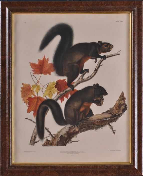 Appraisal: AFTER JOHN JAMES AUDUBON LONG HAIRED SQUIRREL Color lithograph x