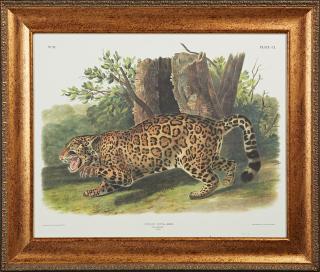 Appraisal: John James Audubon - The Jaguar Female-Felis Onca th c