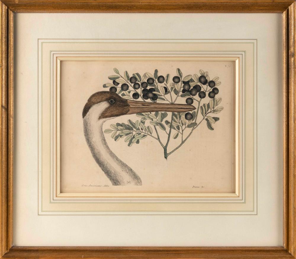 Appraisal: MARK CATESBY ENGLAND SOUTH CAROLINA - THE WHOOPING CRANE HAND-COLORED