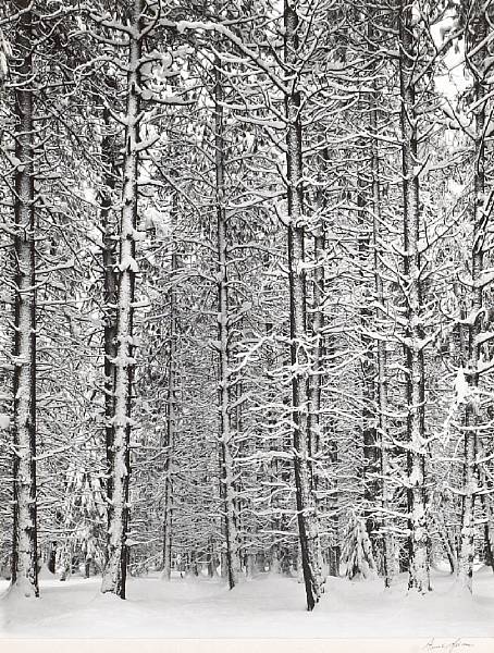 Appraisal: Ansel Adams American - Trees and Snow Gelatin silver print