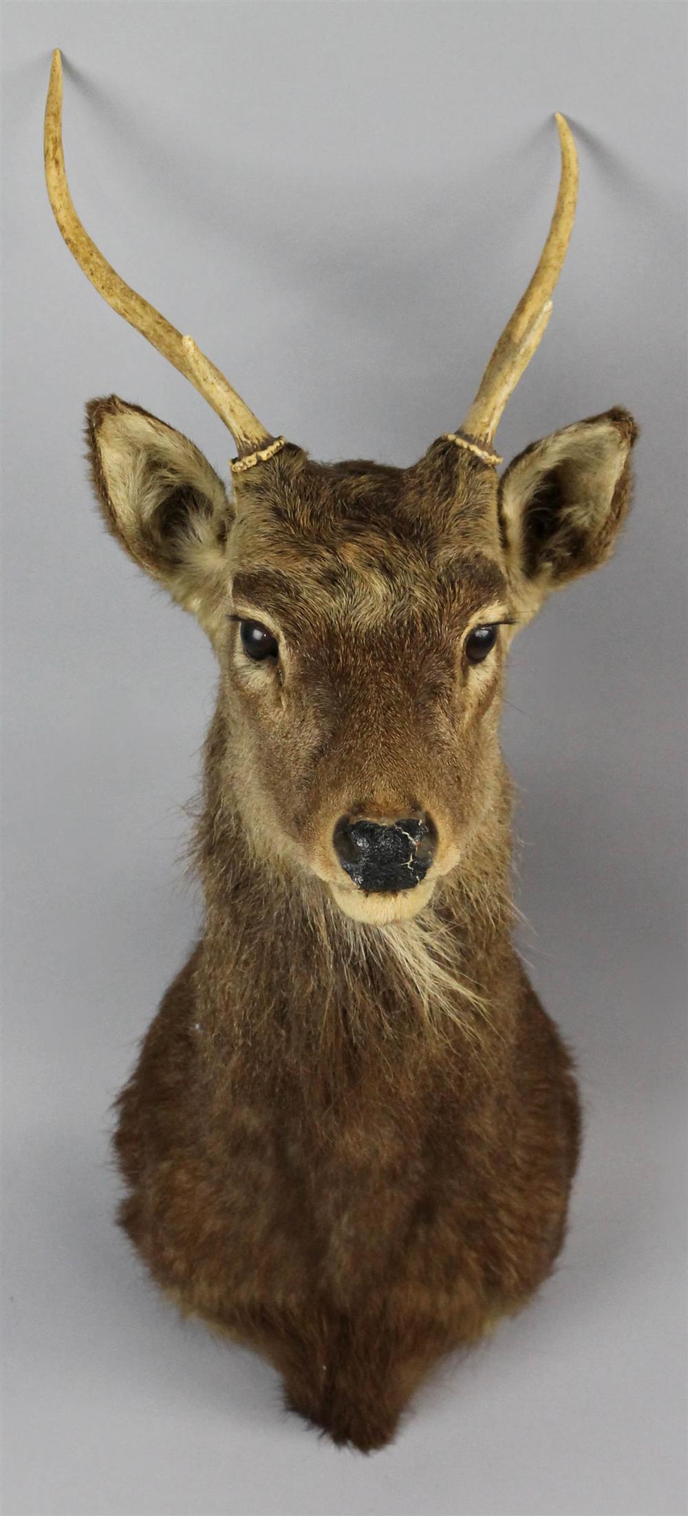 Appraisal: SIKA DEER HEAD MOUNT wall mounted head with antlers deer