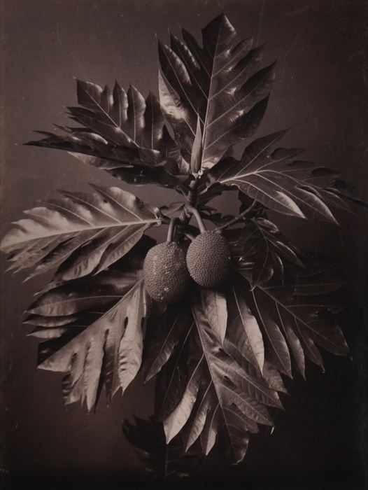 Appraisal: CHARLES T SCOWEN fl - BREADFRUIT Albumen print x in