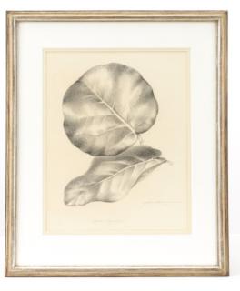 Appraisal: Athos Menaboni Grapes Graphite on Paper Athos Rudolfo Menaboni Italian