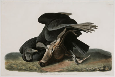 Appraisal: After John James Audubon New York - Black Vulture or