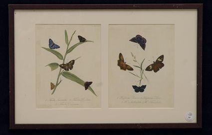 Appraisal: Two Butterfly Prints Framed as One