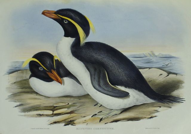 Appraisal: Crested Penguin Eudyptes Chrysocome